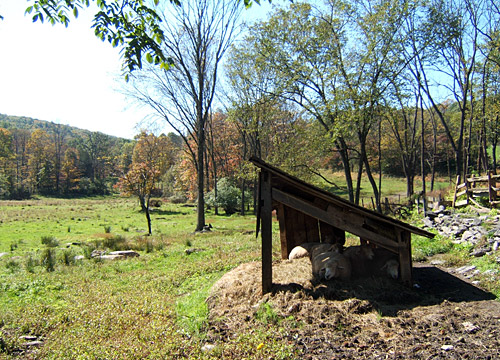 Quiet Valley Harvest Festival 2011