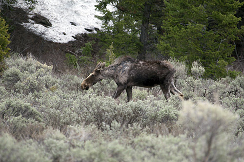 moose in Grand Teton National Park - spring 2011