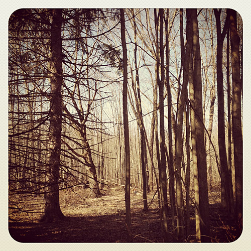 Nature photo taken on a hike through the Great Swamp Wilderness Area