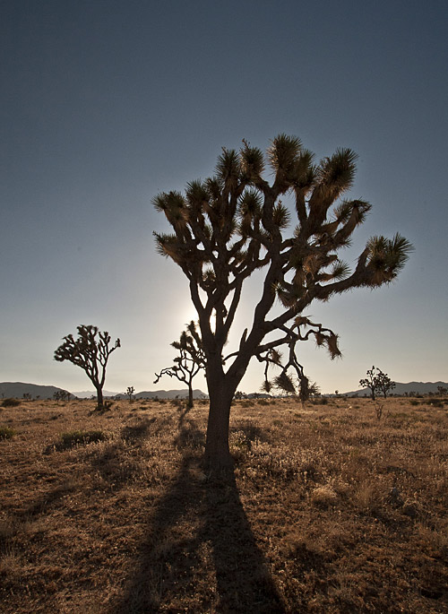 Joshua Tree National Park