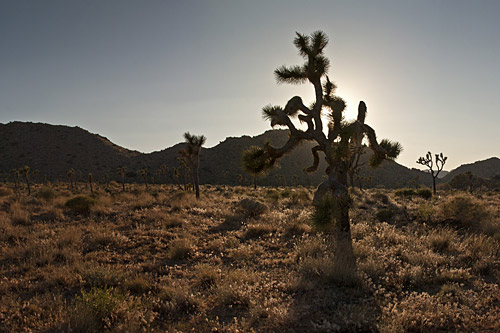 Joshua Tree National Park