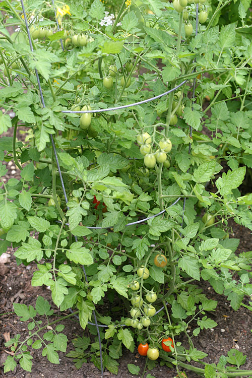 my garden - July 2009