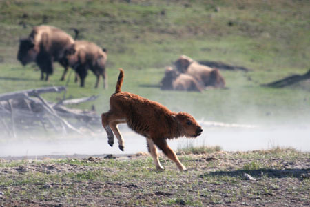 Bison calf in Yellowstone National Park