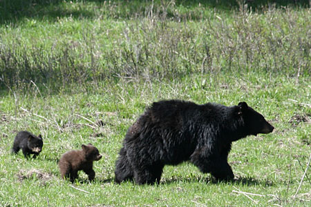 Bears in Yellowstone National Park
