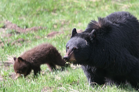 Bears in Yellowstone National Park