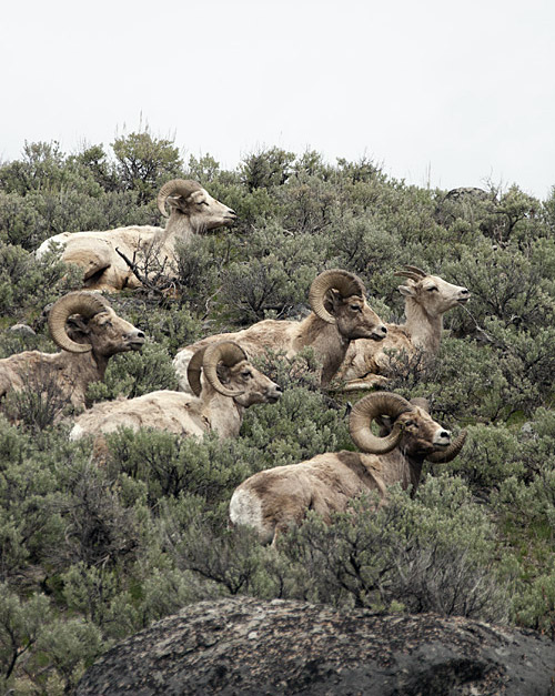 bighorn sheep in Yellowstone National Park - spring 2011