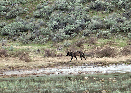 black wolf in Yellowstone National Park - spring 2011