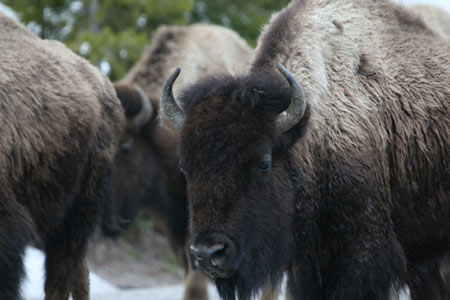 Bison in Yellowstone National Park