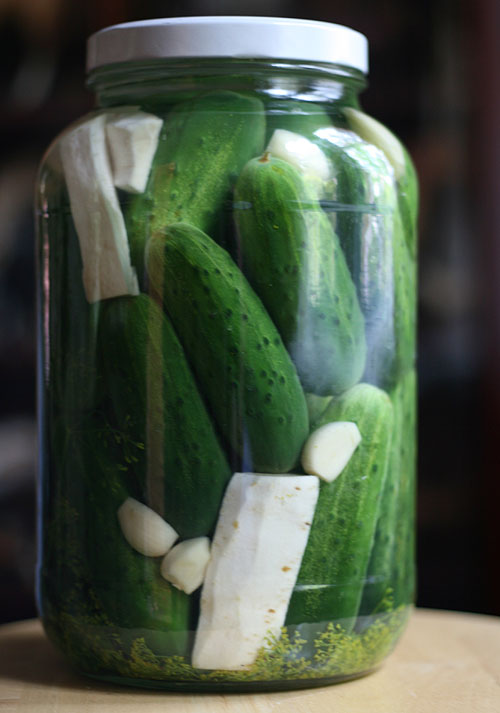 gallon jar of cucumbers in brine