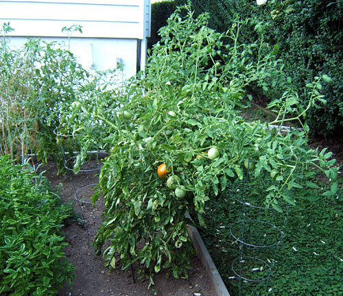 garden tomato plants