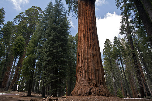 Giant Sequoia in Sequoia National Park Giant Sequoia in Sequoia National Park