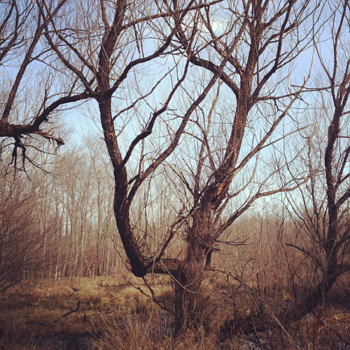 Nature photo taken on a hike through the Great Swamp Wilderness Area