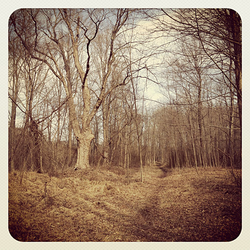 Nature photo taken on a hike through the Great Swamp Wilderness Area