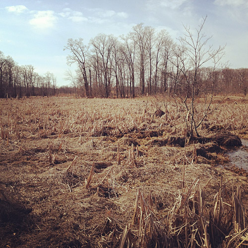 Nature photo taken on a hike through the Great Swamp Wilderness Area