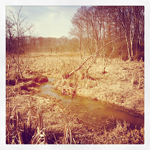 Nature photo taken on a hike through the Great Swamp Wilderness Area