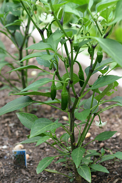 my garden - July 2009