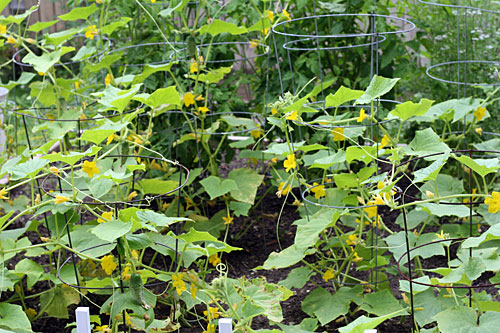 my garden - July 2009 my garden - July 2009