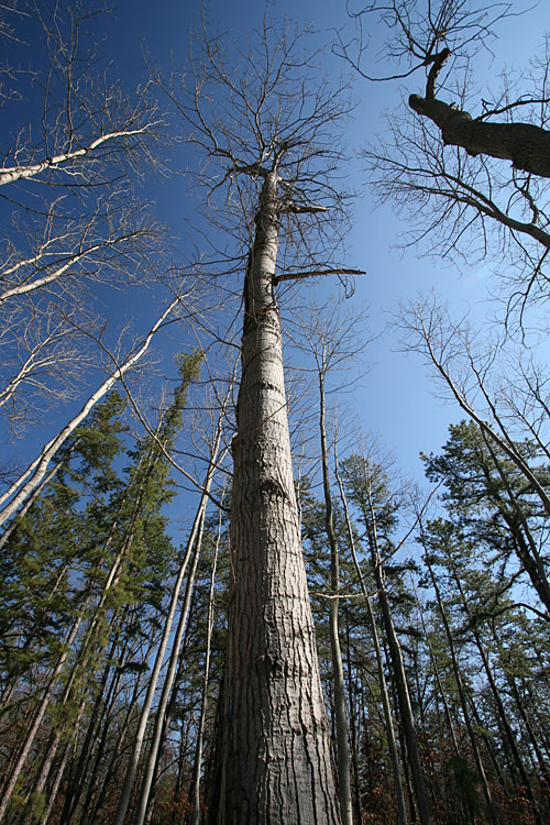 New Jersey Pine Barrens