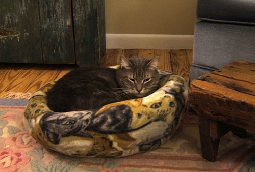 Trooper in his cat bed