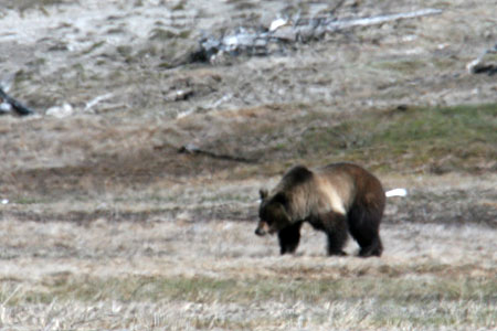 Grizzly bear in Yellowstone National Park