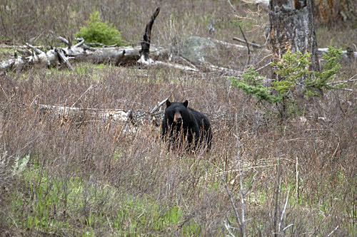 black bear in Yellowstone National Park - spring 2011