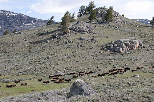 migrating bison herd