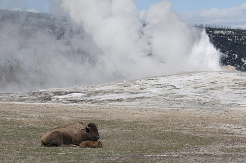 bison cow and newborn calf in front of Old Faithful