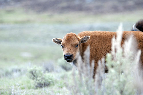 bison calf in Yellowstone National Park - spring 2011