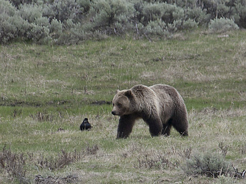 grizzly bear in Yellowstone National Park - spring 2011
